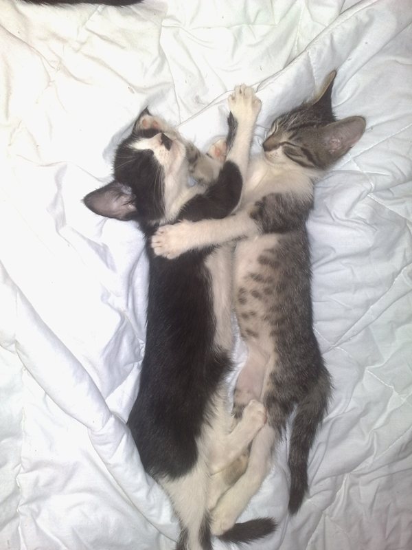 Котовторник 29.05.2012