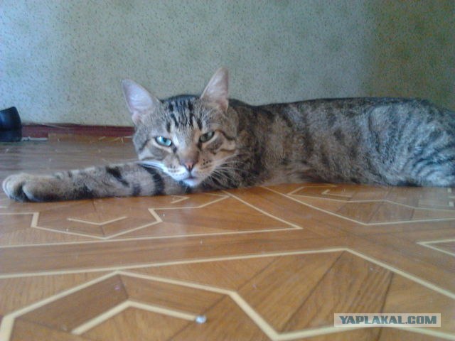 Котовторник  4.09.12