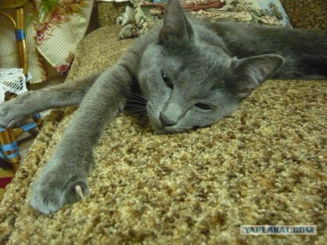 Котовторник ( 23.10. 2012. )