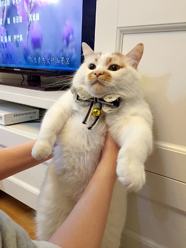 Прикольных котов пост