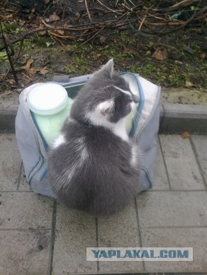 Самые смешные снимки животных за 2012 год