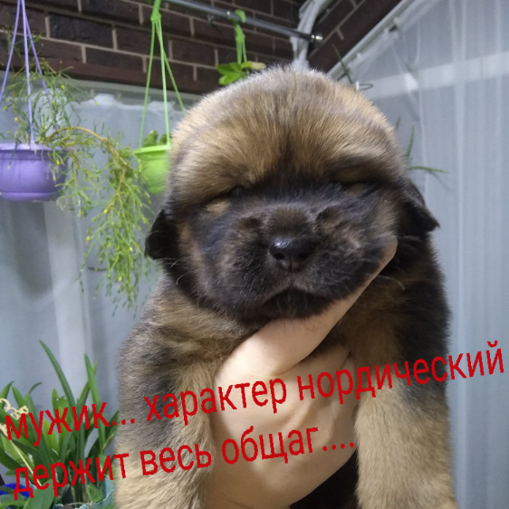 Тибетский мастиф защищающий пожилого волка