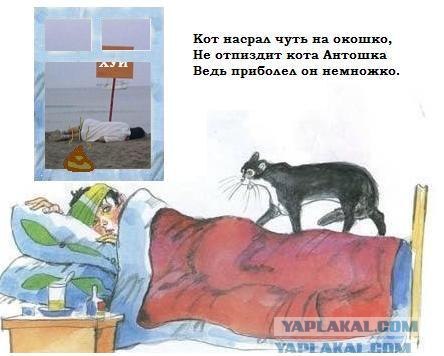 Кот, Антошка и порошок