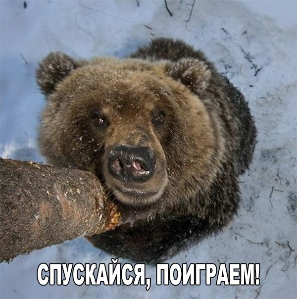 Почему не нужно от медведя прятаться на дереве