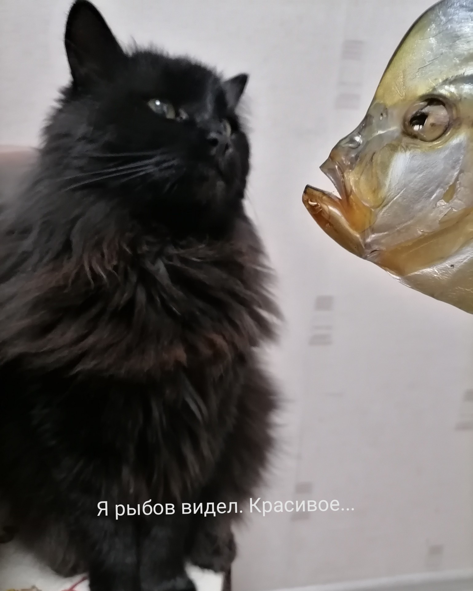 Мем про рыбов. Мем с котиками и рыбой. Коты мемы про рыбу. Мем с котами и рыбой красивое. Коты и рыба оригинал.