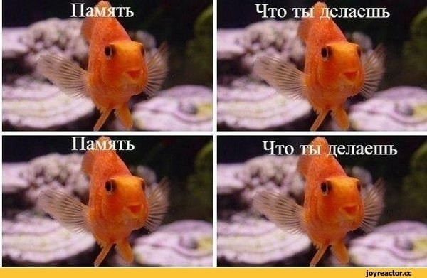 Рыбов, показываю. Красивое