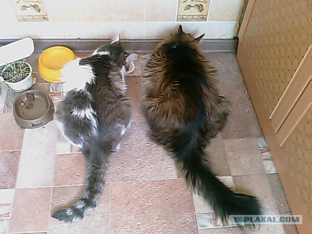 Жизнь домашнего приюта для котеек 413