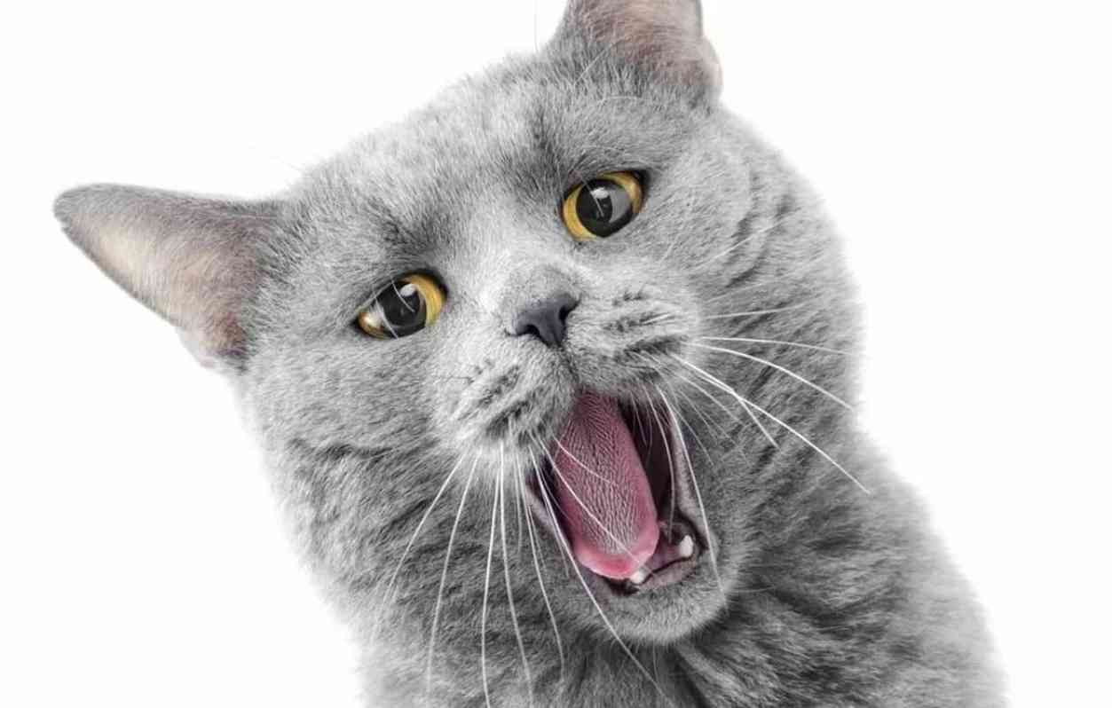 Оказывается, кошки зевают в присутствии нас — хозяев не просто так: 3  интересные причины - ЯПлакалъ
