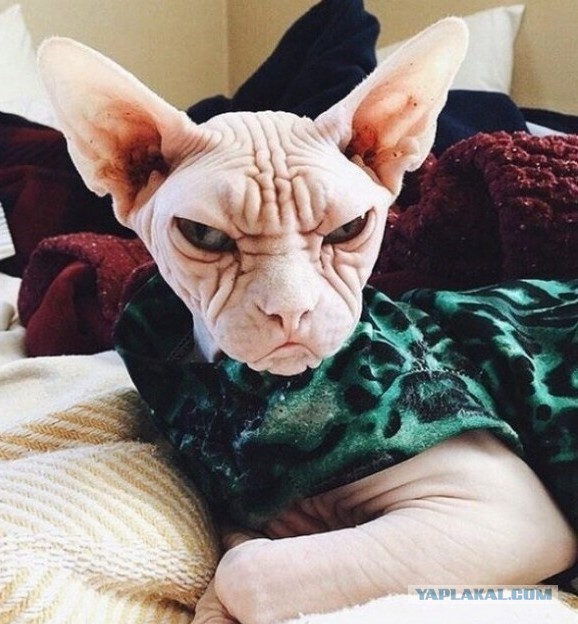 Котоюмор на ЯП. Веселые кото-картинки!