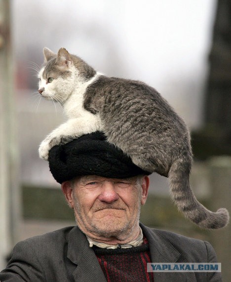 Наглость - второе счастье