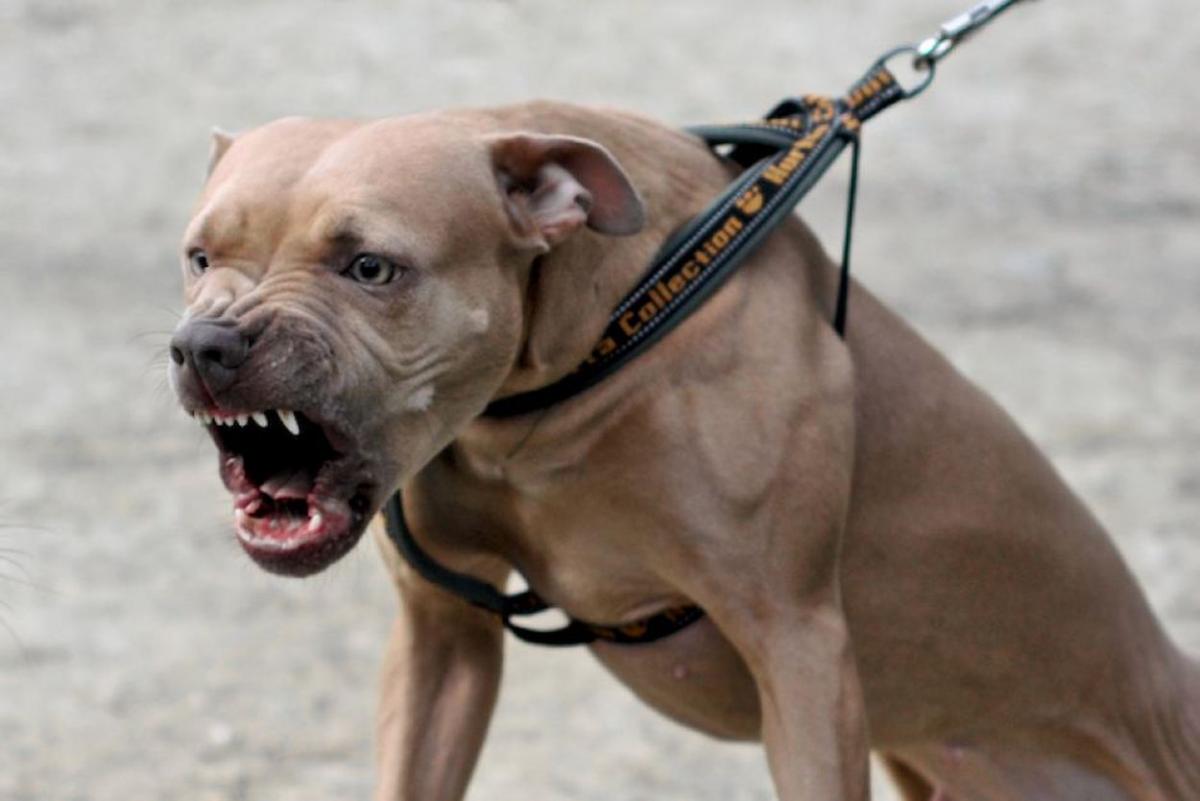В России могут ввести штрафы за выгул опасных собак без намордника -  ЯПлакалъ