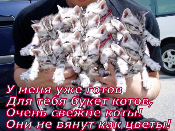 Кошка разделилась по цвету