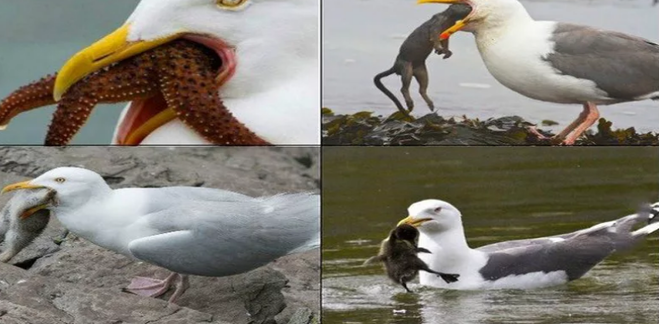 чайка ест кролика. крыса чайка. сизая чайка птенец. птицы воруют еду. чайка утка гусь.