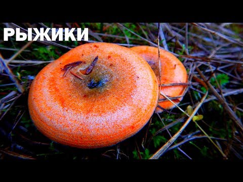Не может быть! Почему удрал Чубайс