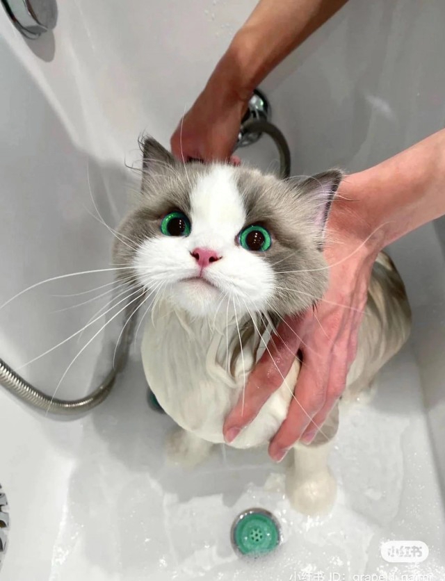 Необычный цвет глаз