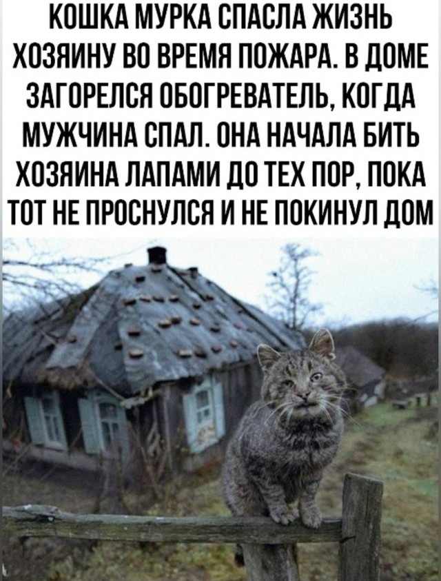 К котовторнику: подборка картинок-баянов с котиками и про котиков. Выпуск 27.