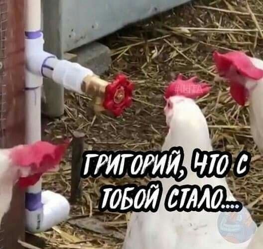 Картинки для деградации 272 (разной степени свежести)