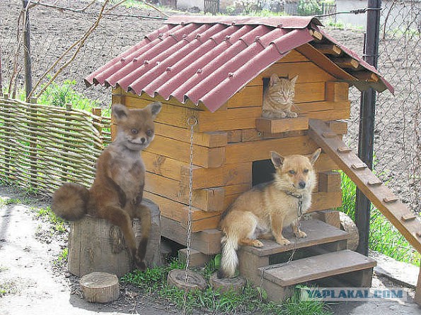 Кто-кто в теремочке живет?