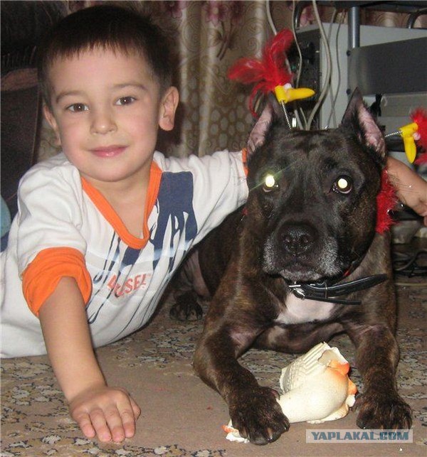 Спасенные собаки