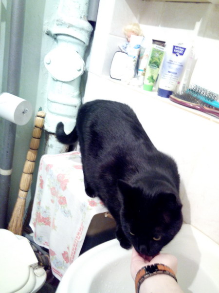 Котовторник 01.07.2014