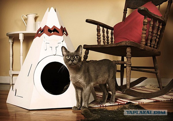 Котодевайсы