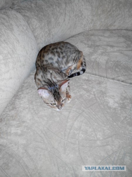 Котовторник 9.12.2014