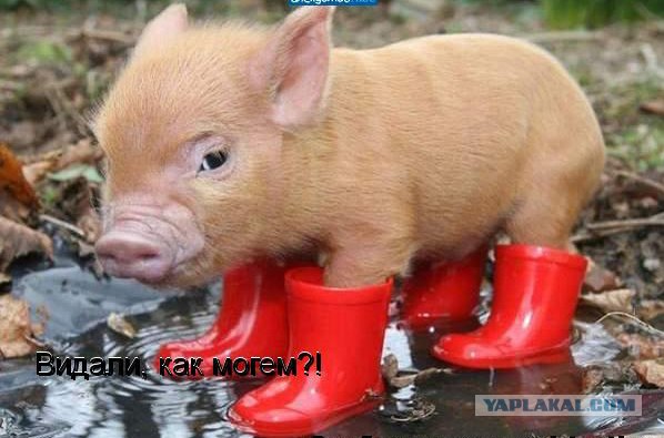 Кто оставил этот след?