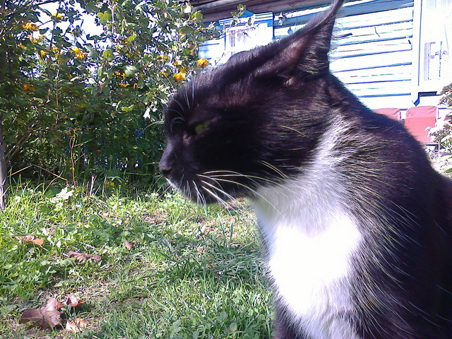 Котовторник