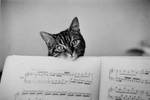 Котовторник наступил!:)