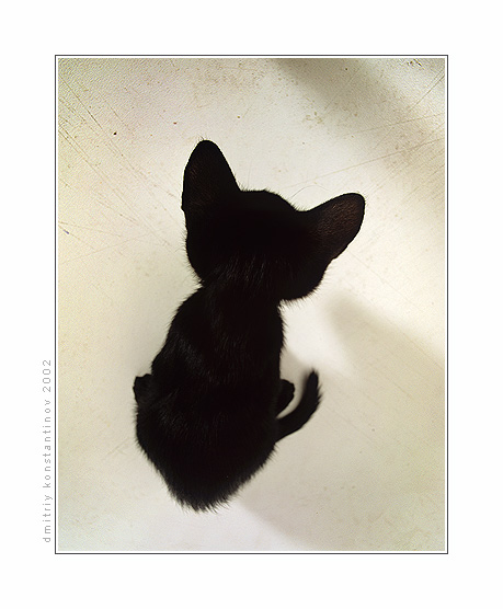 Коты, кошки, котята