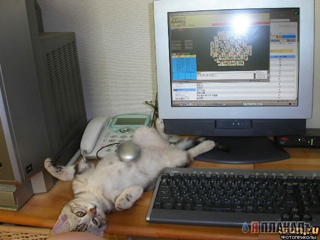 Коты, кошки, котята