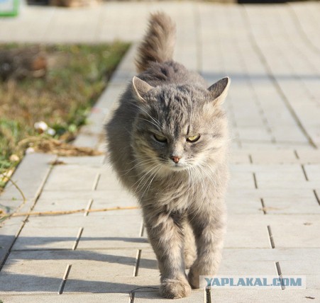 Брутальность этого котёнка зашкаливает!