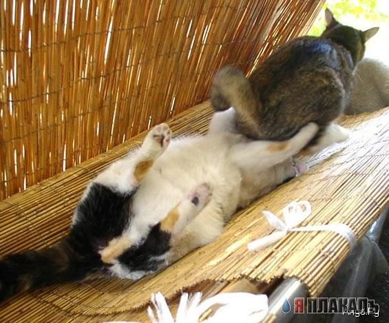 Коты, кошки, котята
