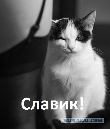 У меня грустные новости для соЯПовца. Слава Новиков тут есть?