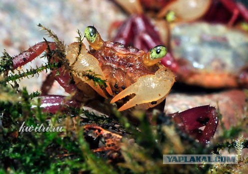 Оскорбление патриотических чувств