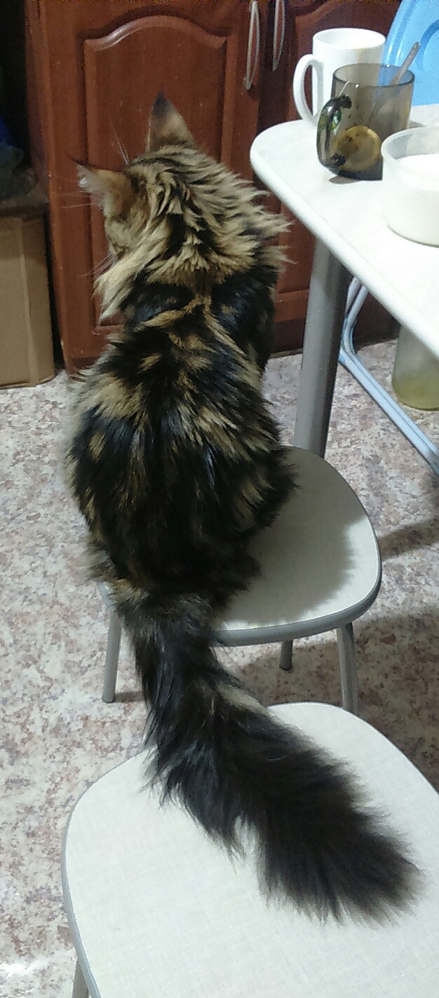 Котовторник 19.04.2016