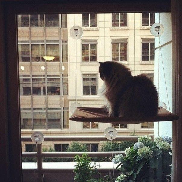 Прикольные животные