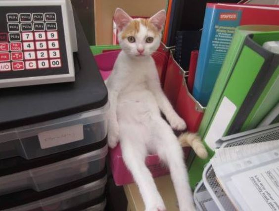 Прикольные животные