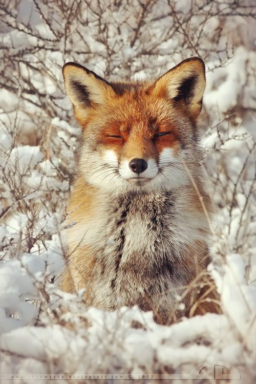 Самые смешные животные