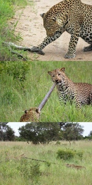 Самые смешные животные