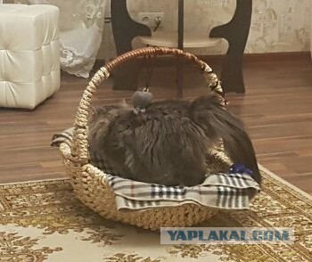 Неудачный котовторник.