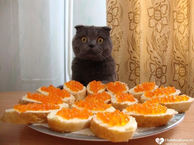 33 фотки отпадныхъ на вторник!