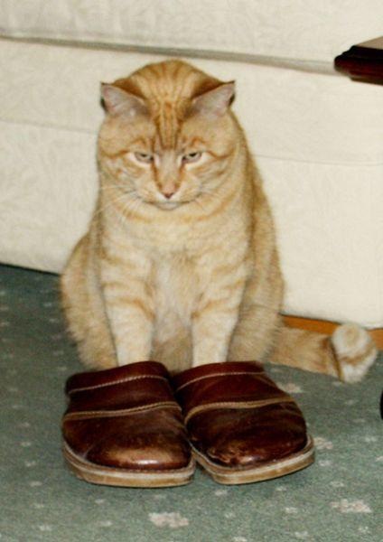 Коты и Кошки