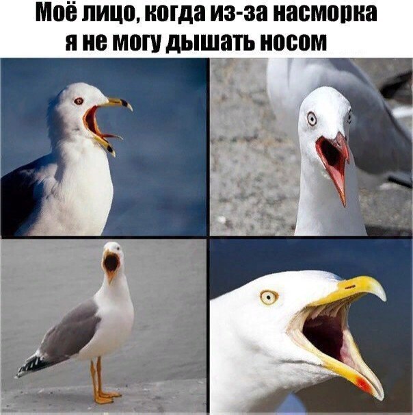 Подборка забавных животных