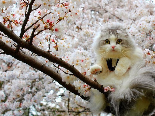 Котофото, сделанные в нужный момент
