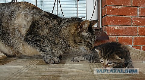 Котовторник на ЯПлакалъ (20.05.08), прикольные коты, добавляем свои!
