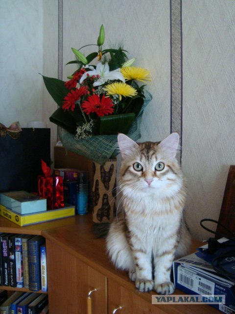 Котовторник на ЯПлакалъ