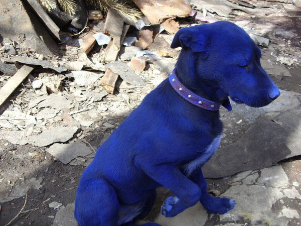 Настоящий голубой щенок
