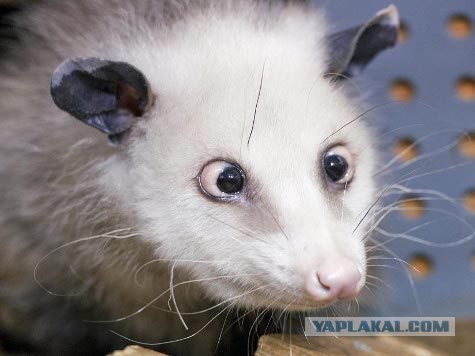 Косоглазый опоссум
