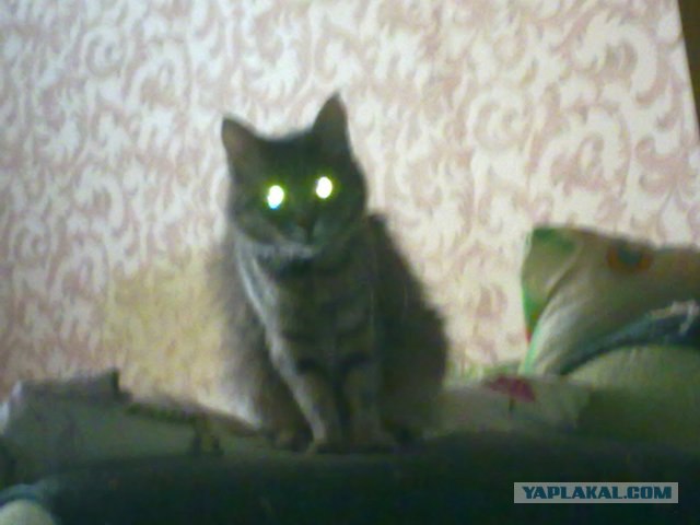 Котовторник с Кузей